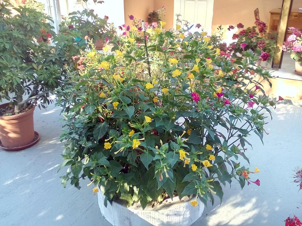 Marika Garden Moraitika